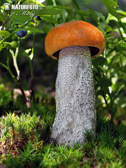 oranje berkeboleet