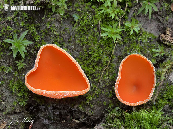 oranžna latvica