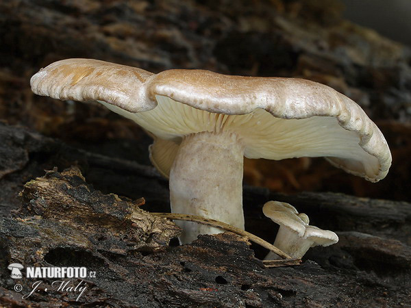 Ossicaulis lignatilis