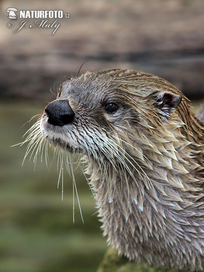 Otter dier