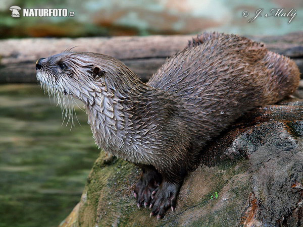 Otter dier