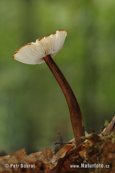 Oudemansiella melanotricha Mushroom (Oudemansiella melanotricha)