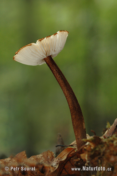 Oudemansiella melanotricha