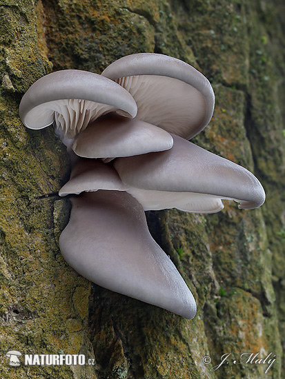 Oyster Mushroom Mushroom (Pleurotus ostreatus)