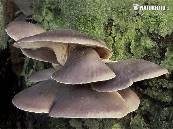 Oyster Mushroom Mushroom (Pleurotus ostreatus)