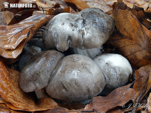 ožujska puževica