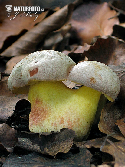 Pale Bolete Mushroom (Boletus fechtneri)