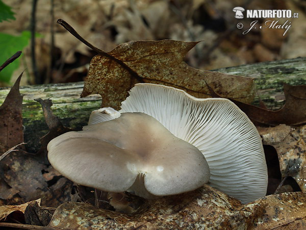 Pale Oyster Mushroom (Pleurotus pulmonarius)