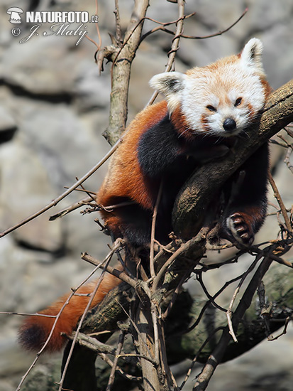 Panda-vermelho