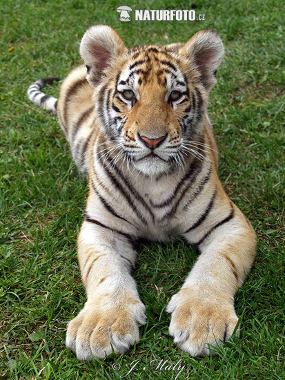 Panthera tigris altaica