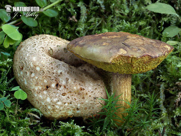 Parasitic Bolete Mushroom (Pseudoboletus parasiticus)