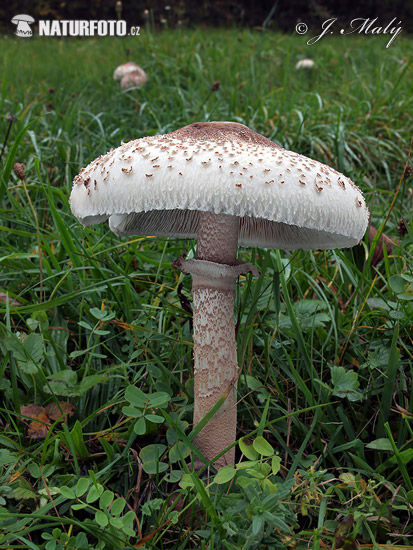 Parasol Mushroom (Macrolepiota sp.)
