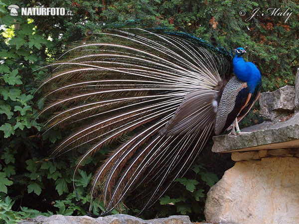 Pavo cristatus