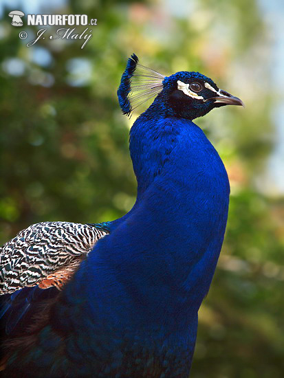 Pavo real común