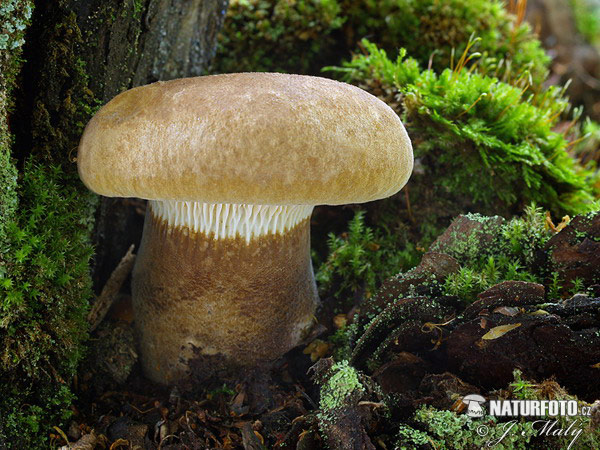 paxille à pied noir