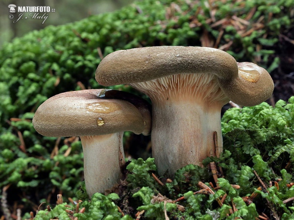 Paxillus involutus