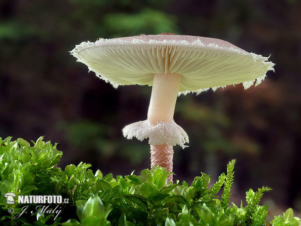 Pearly Powdercap Mushroom (Cystoderma carcharias)