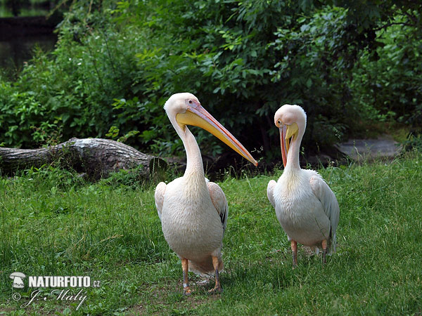 Pelecanus onocrotalus