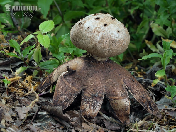 Pepper Pot Mushroom (Myriostoma coliforme)