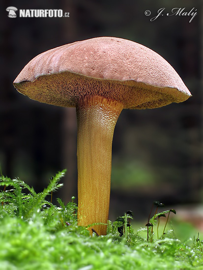 Peppery Bolete Mushroom (Chalciporus piperatus)