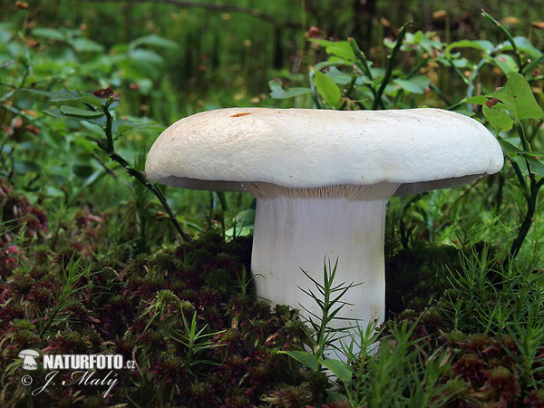 Peppery Milkcap Mushroom (Lactarius piperatus)