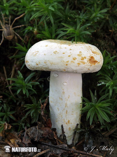 Peppery Milkcap Mushroom (Lactarius piperatus)
