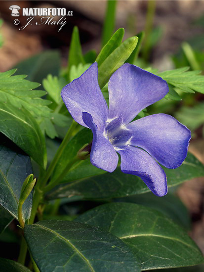 Pervinca minore