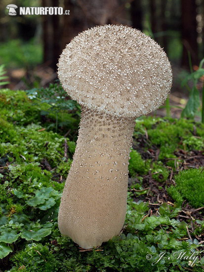Pestle Puffball Mushroom (Calvatia excipuliformis)