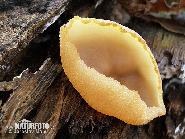 Peziza micropus Mushroom (Peziza micropus)