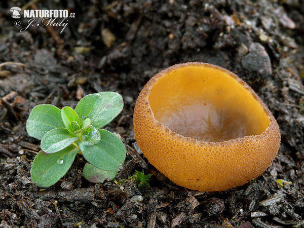 Peziza sp. Mushroom (Peziza sp.)
