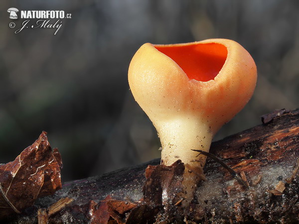 pézize coccinée d'Autriche, var. lutea