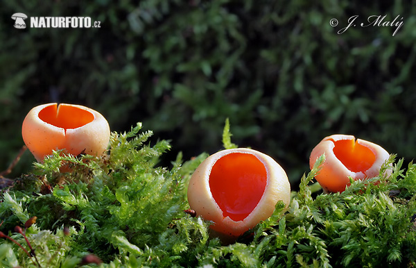 pézize coccinée d'Autriche, var. lutea