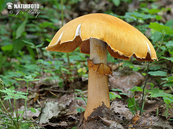 Phaeolepiota aurea