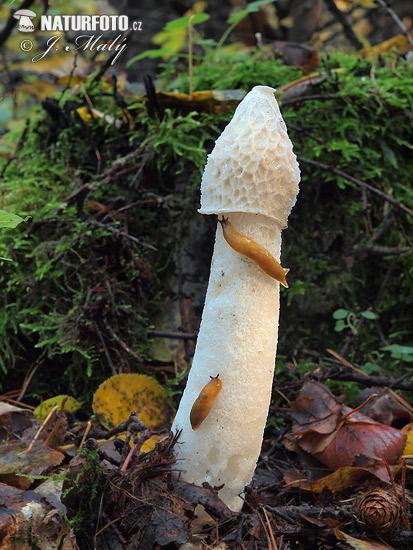 Phallus impudicus