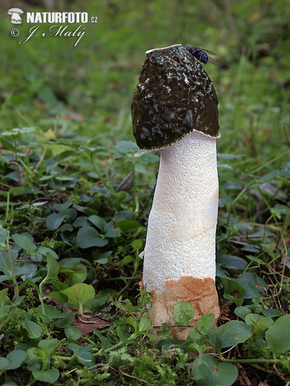 Phallus impudicus