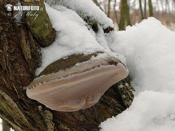 Phellinus igniarius