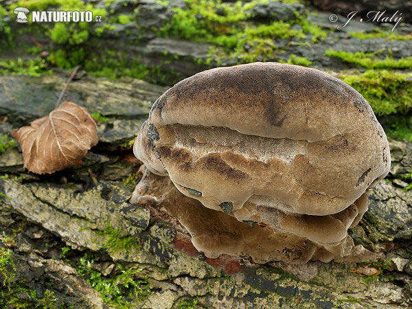 Phellinus sp.