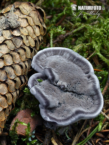 Phellodon niger