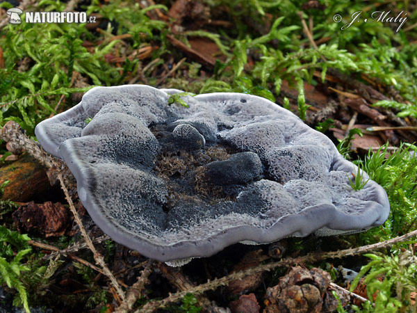 Phellodon niger