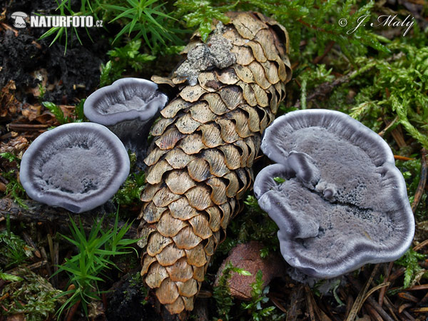 Phellodon niger