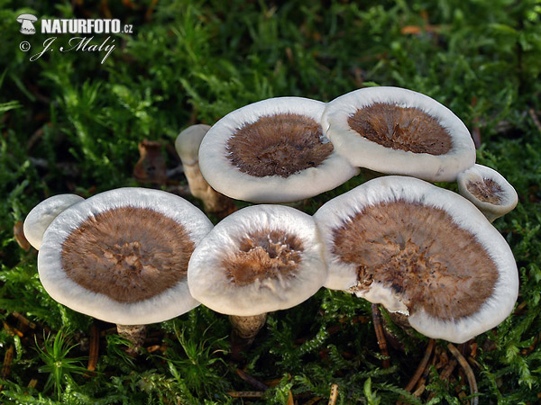 Phellodon tomentosus