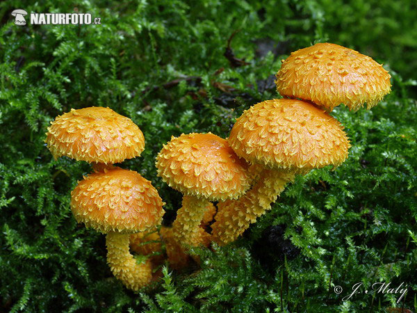 Pholiota flammans