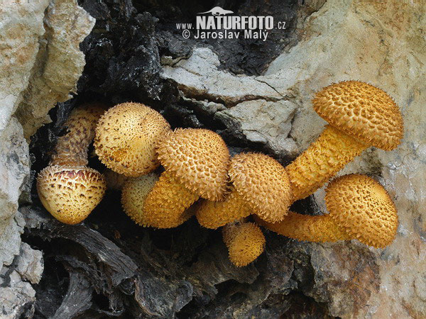 Pholiota squarrosa