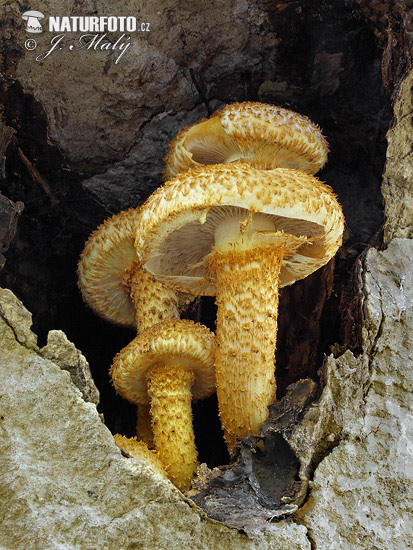 Pholiota squarrosa