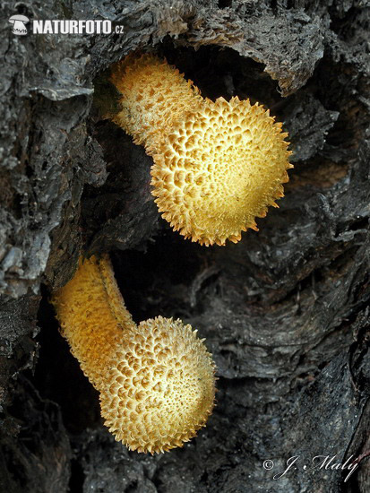 Pholiota squarrosa