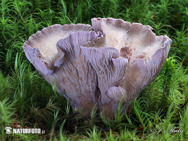 Pig´s Ear Mushroom (Gomphus clavatus)
