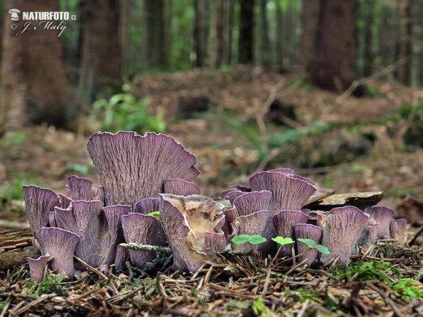 Pig´s Ear Mushroom (Gomphus clavatus)