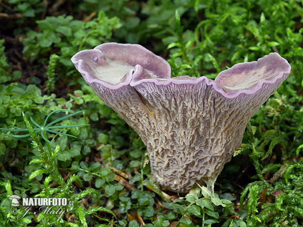 Pig´s ear Mushroom (Gomphus clavatus)