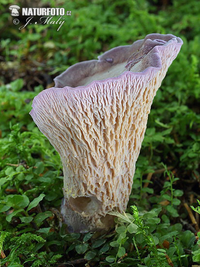 Pig´s ear Mushroom (Gomphus clavatus)