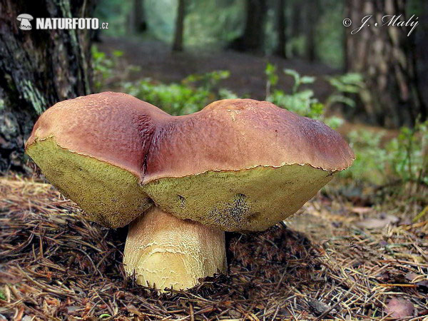 Pine Bolete Mushroom (Boletus pinophilus)